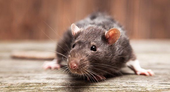 Rodent — Jonesboro, AR — NEA Termite & Pest Control