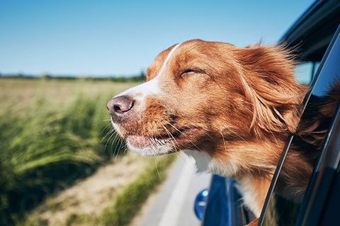 Dog — Clarkston, MI — Clarkston Veterinary Clinic
