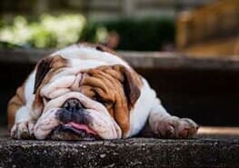 Bulldog Puppy — Pet Care in Everett, WA