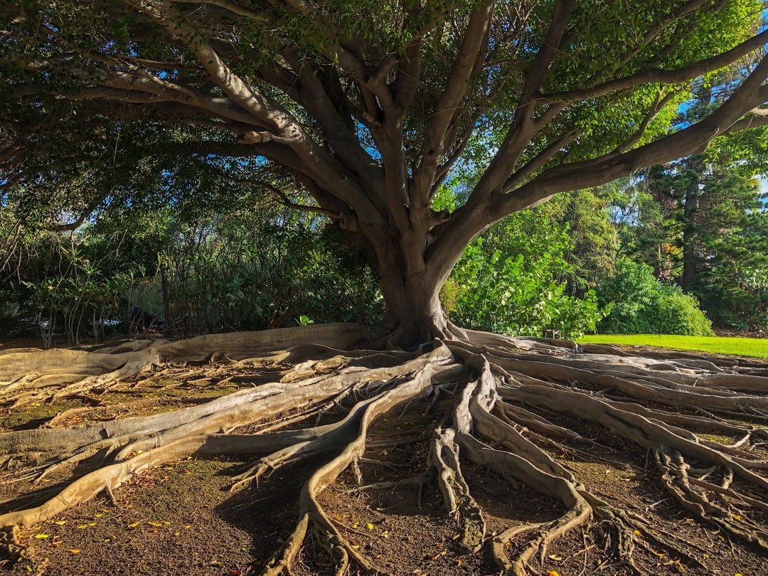 Functional Medicine