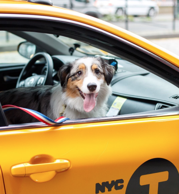 Get the safest most friendly Pet Taxi service in Portland! pet taxi service dog in window of car