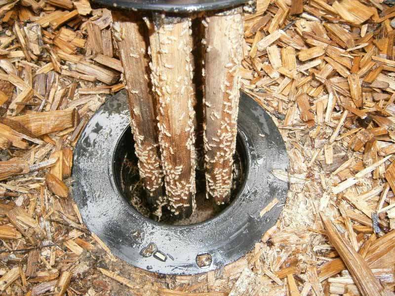 termites testing