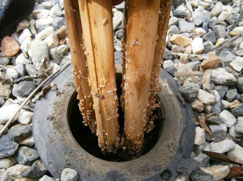 termites testing