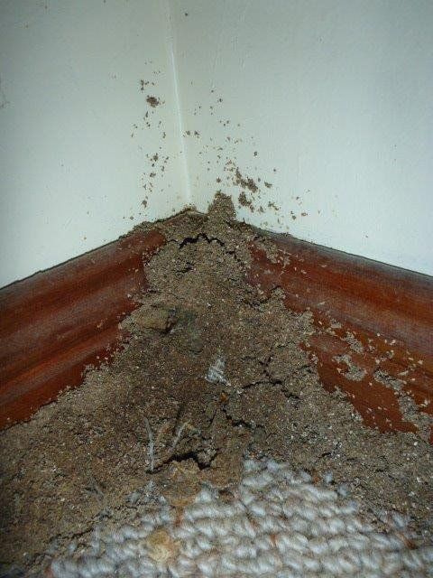 termites