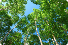 Landscape gardening - Woking - Roots & Shoots - trees Landscape gardening - Woking - Roots & Shoots - trees