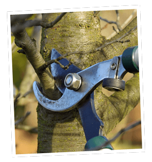 Tree pruning - Epsom - Roots & Shoots - Branch cutting Tree pruning - Epsom - Roots & Shoots - Branch cutting