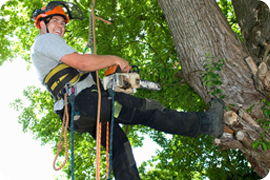 Landscape gardening - Godalming - Roots & Shoots - Branch thinning Landscape gardening - Godalming - Roots & Shoots - Branch thinning