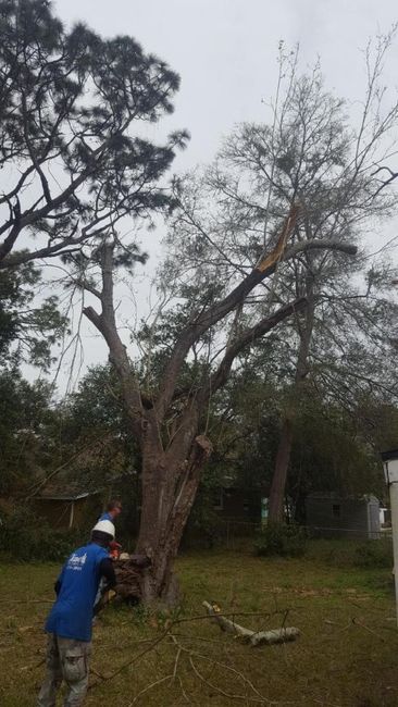 A Worker Trimming A Tree — Jacksonville, FL — Shaw's Tree Service, LLC A Worker Trimming A Tree — Jacksonville, FL — Shaw's Tree Service, LLC