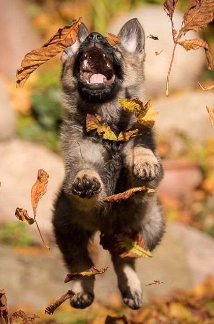 dressed up dog