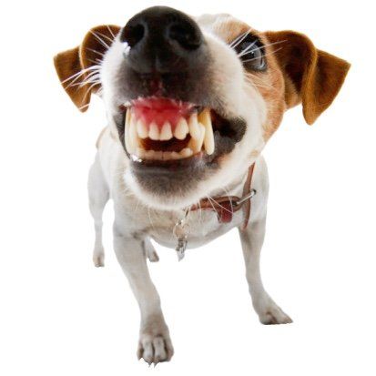 dog sitting down