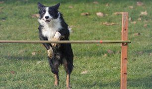 dog attempting a high jump