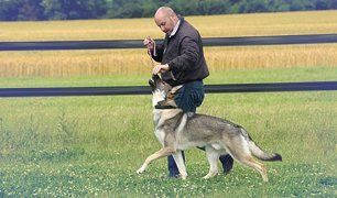 dog playing with his master
