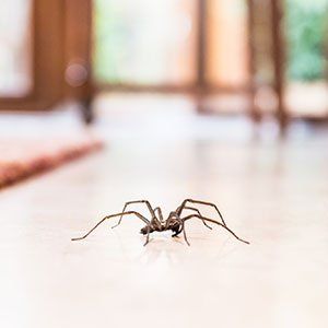 Texas — House Spider on the Floor in Cleburne, TX Texas — House Spider on the Floor in Cleburne, TX