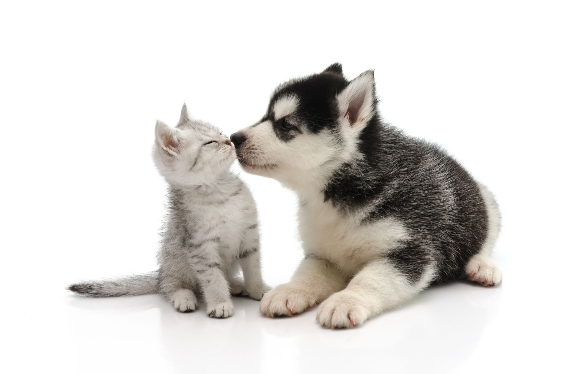 ARF Dog & Cat