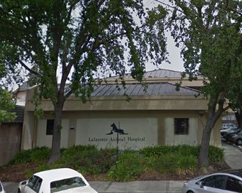 Lafayette animal hospital