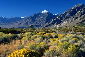 bishop sierras