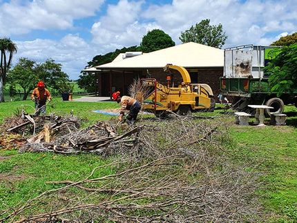 tree lopping specialists removing branches