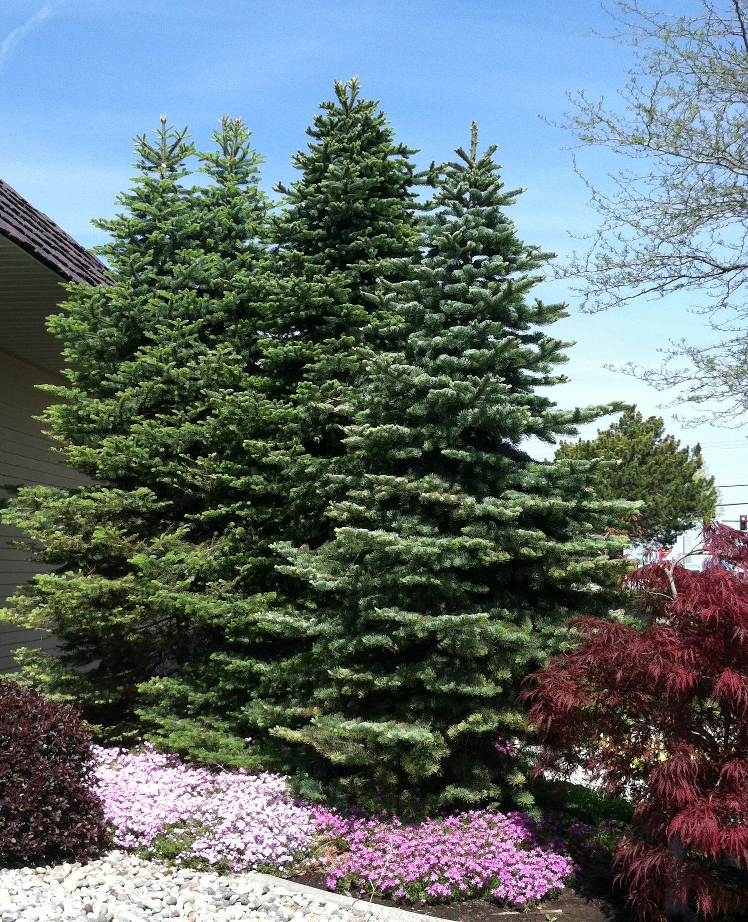 Mountain Hemlock Tree — Lake Stevens, WA — Green Giant Nursery