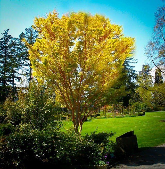 Coral Bark Maple Tree — Lake Stevens, WA — Green Giant Nursery