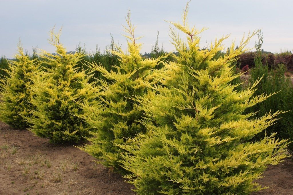 Gold Rider Leyland Cypress Tree — Lake Stevens, WA — Green Giant Nursery