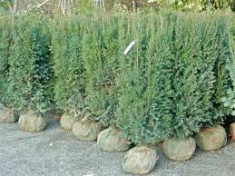 H.M. Eddie” Yew Tree — Lake Stevens, WA — Green Giant Nursery