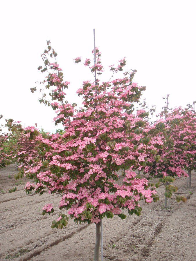 Satomi’ Dogwood Tree — Lake Stevens, WA — Green Giant Nursery