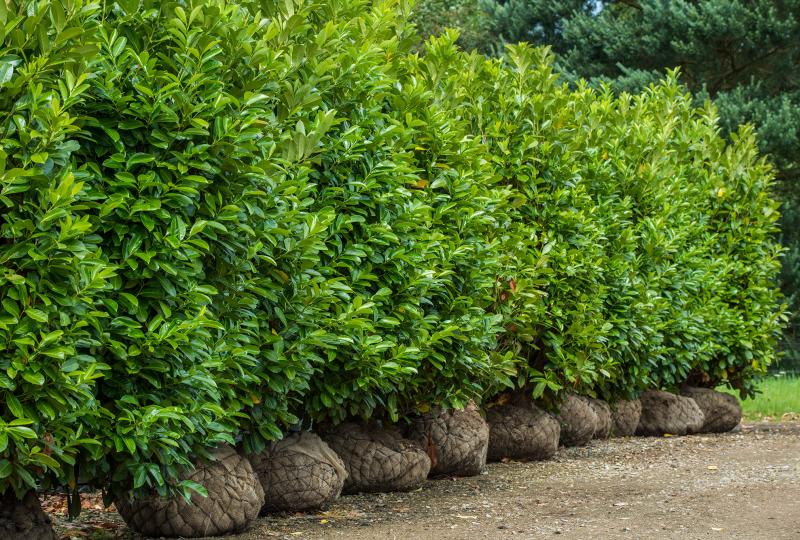 Schipka Laurel Tree — Lake Stevens, WA — Green Giant Nursery