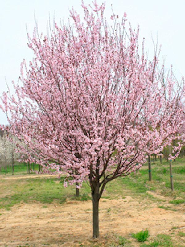 Thundercloud Plum Tree — Lake Stevens, WA — Green Giant Nursery