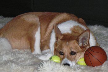 Dog Dog