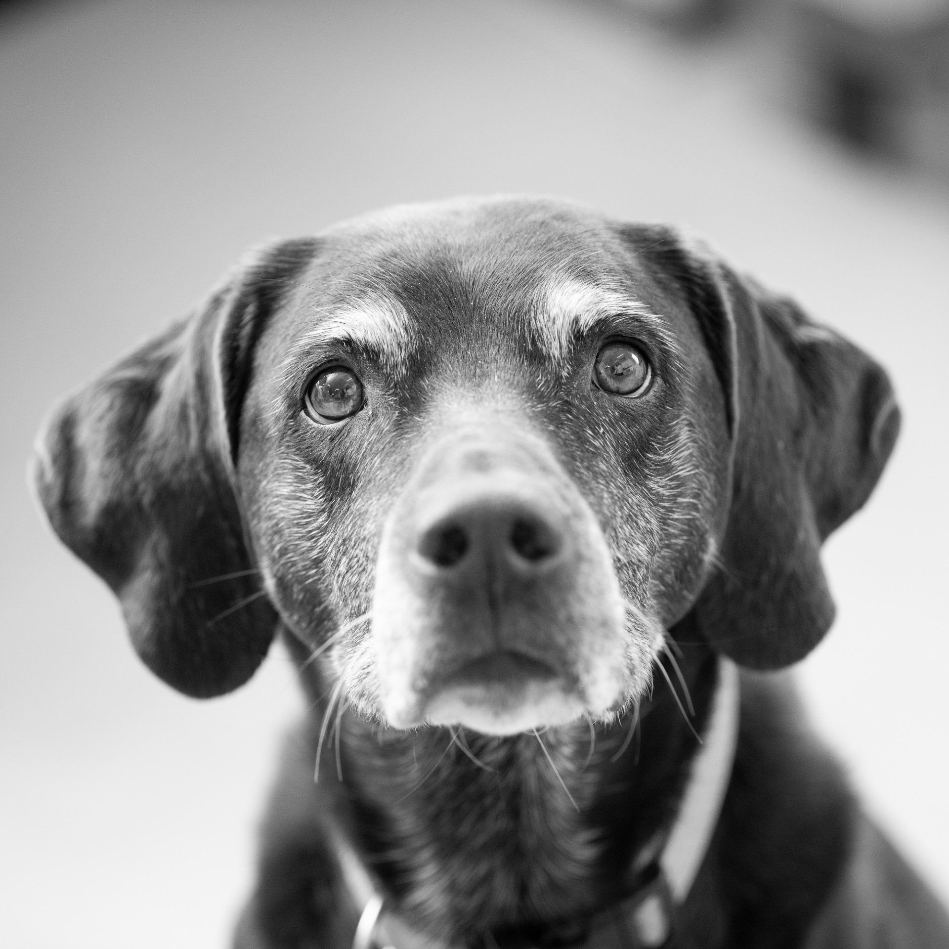 browning dog photo