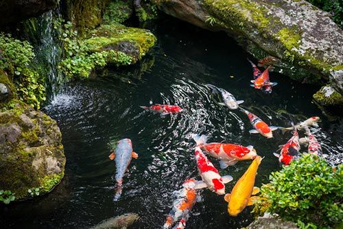 Fish Ponds — Man-made Pond with Koi Fishes in Manchester, CT Fish Ponds — Man-made Pond with Koi Fishes in Manchester, CT