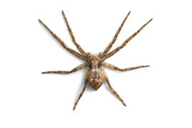 Spider - Spider control in Waterloo, IA