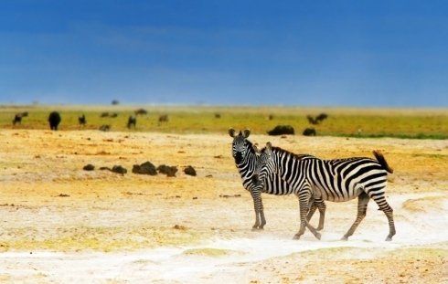 Viaggi organizzati in Africa