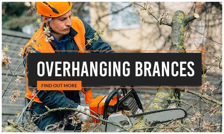Same Day Trees and Palms overhanging brances