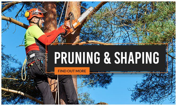 Same Day Trees and Palms pruning and shaping