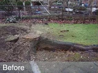 tree-stump