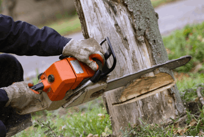 cutting a tree