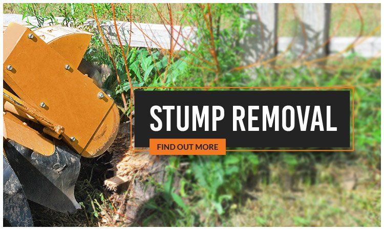 Same Day Trees and Palms stump removal