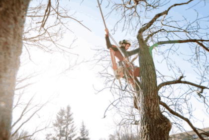 man on a tree