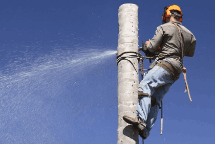 tree removal