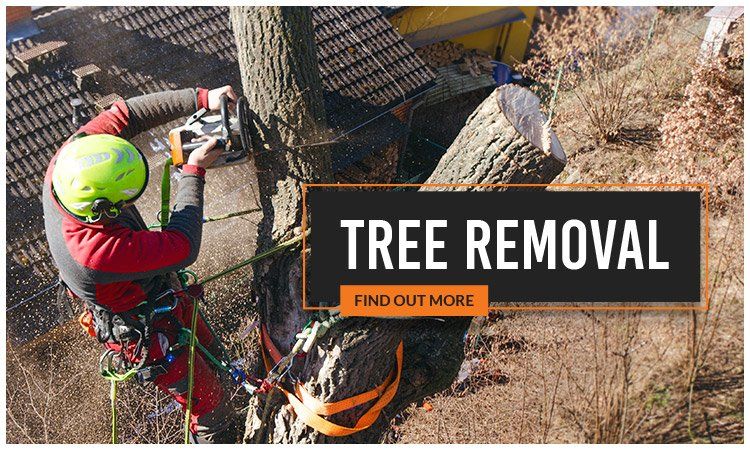 Same Day Trees and Palms tree removal