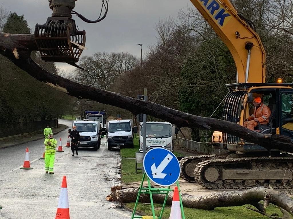 Tree care 3
