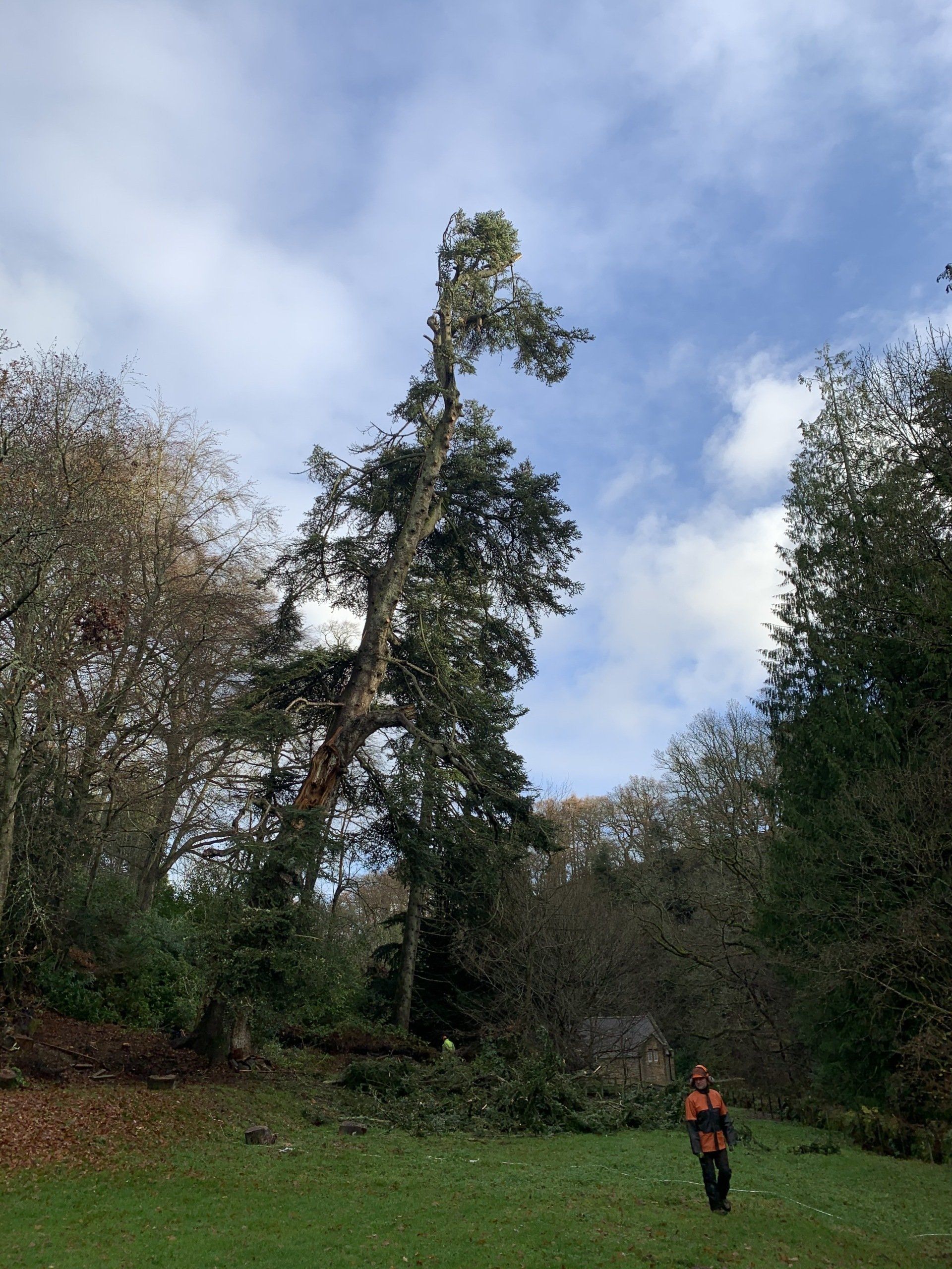 Tree care 1