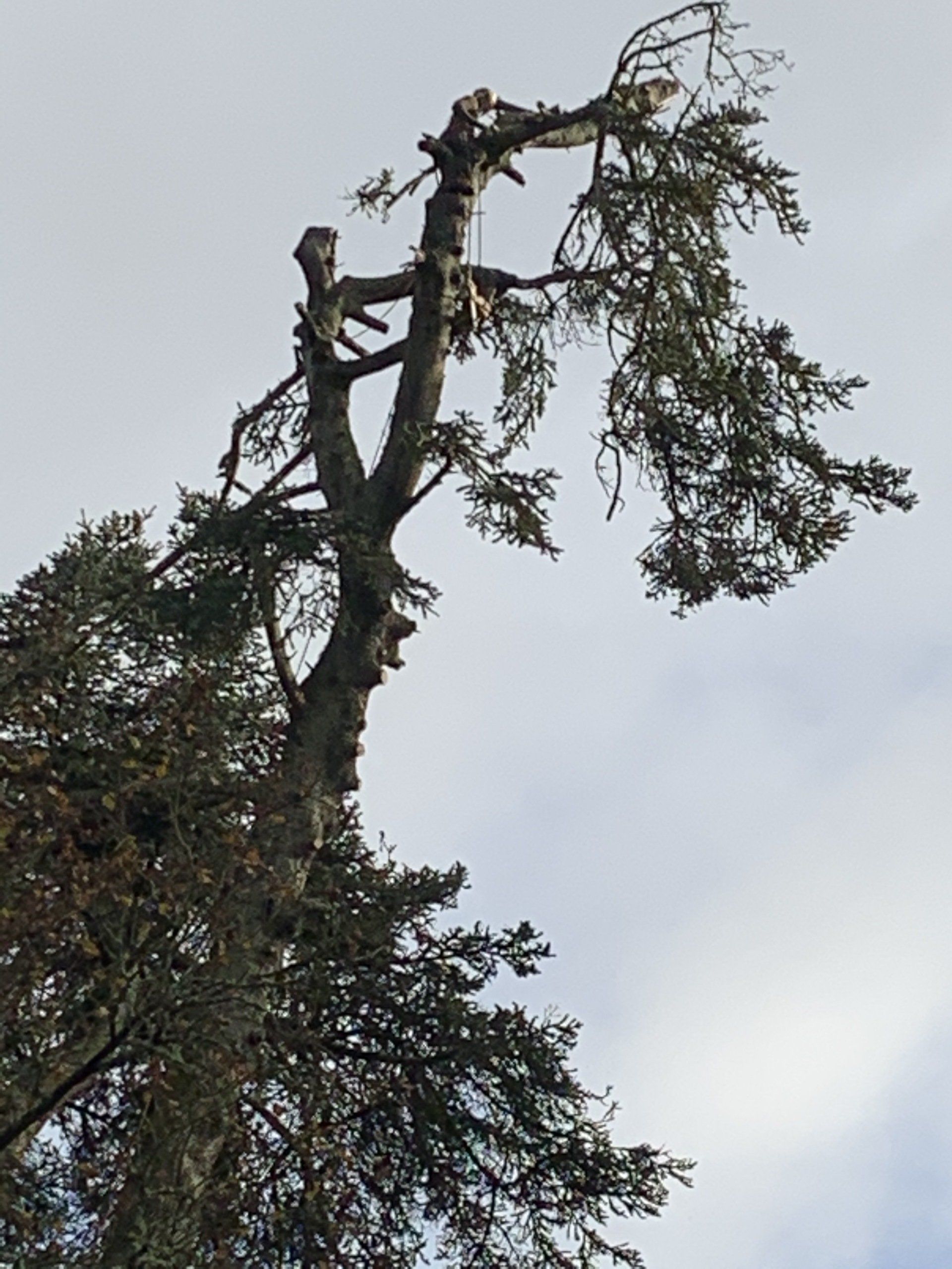 Tree care 2