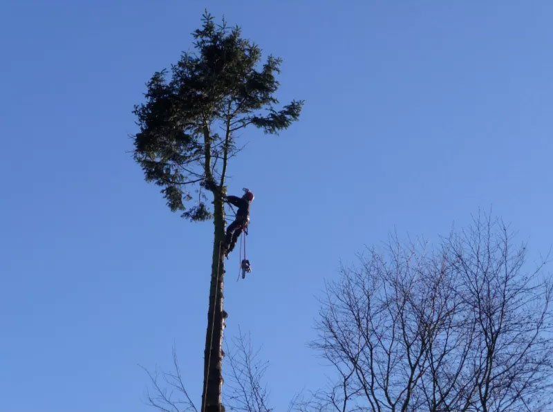 Tree care 11