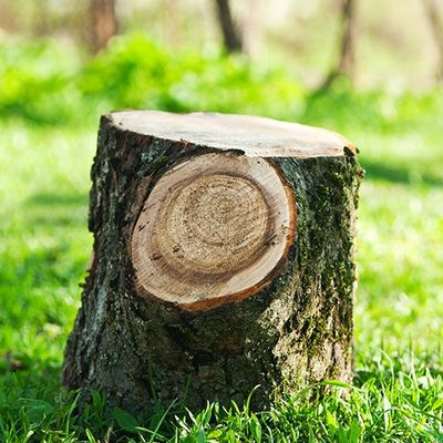 Domestic tree surgery