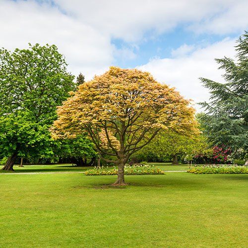 Tree care