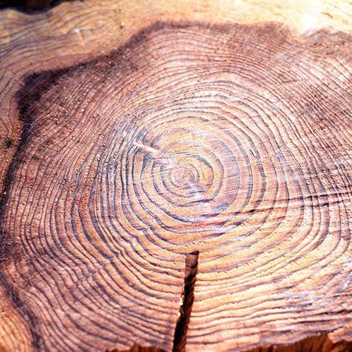 Stump