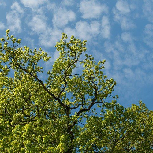 Domestic tree care