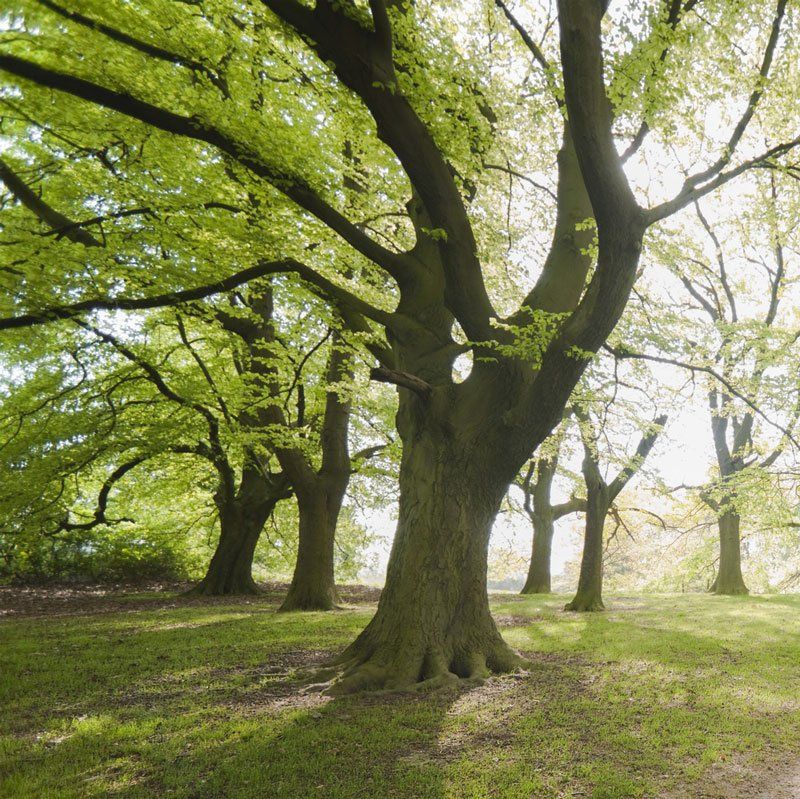 Arboriculture